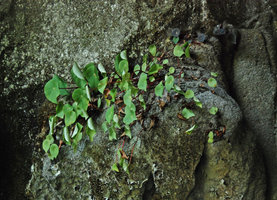 Begonia taraw green and brown partly desiccated individuals, PPSRNP, Sabang,Palawan, Philippines