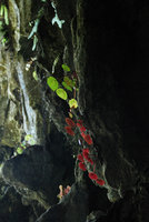 Begonia taraw, green and red anthocyanic leaf underside in transparency at cave entrance, PPSRNP, Sabang,Palawan, Philippines