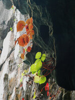 Begonia taraw, leaf transparency in brown and green individuals at cave entrance, PPSRNP, Sabang, Palawan, Philippines, Feb. 2009