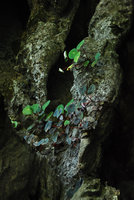 Begonia taraw, mixed green and brown individuals, PPSRNP, Sabang,Palawan, Philippines