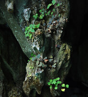 Begonia taraw, mixed population of green and brown individuals on stalactite at cave entrance, PPSRNP, Sabang, Palawan, Philippines, Feb. 2009