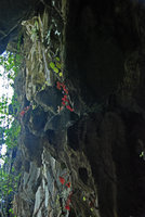 Begonia taraw, mixed population of green and red anthocyanic individuals at cave entrance, PPSRNP, Sabang,Palawan, Philippines