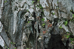 Begonia taraw, population on stalactites at cave entrance, PPSRNP, Sabang, Palawan, Philippines, Feb. 2009