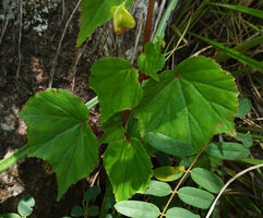 Begonia tayloriana, basal leaves and fruit, Kisensegere, Rukwa, 1200 m asl, Tanzania