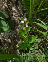 Begonia tayloriana in rocky woodland habitat, Kisensegere, Rukwa, 1200 m asl, Tanzania