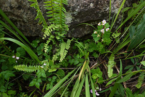 Begonia tayloriana, Kisensegere, Rukwa, 1200 m asl, Tanzania