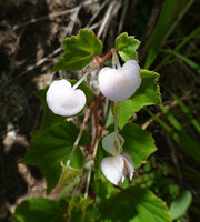 Begonia tayloriana, male and female flowers and fruit, Kisensegere, Rukwa, 1200 m asl, Tanzania