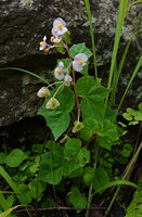 Begonia tayloriana, axillary and terminal inflorescences, progressive reduction of laf size towards the apical part of the seasonal stem, Kisensegere, Rukwa, 1200 m asl, Tanzania