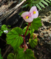 Begonia tayloriana, male flowers of a pink tepaled form, Kisensegere, Rukwa, 1200 m asl, Tanzania