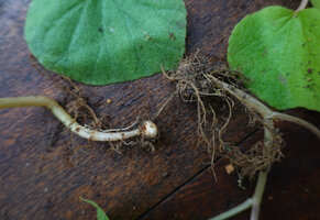 Begonia tayloriana, small tuber at the base of the seasonal stems, Kisensegere, Rukwa, 1200 m asl, Tanzania
