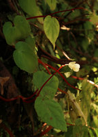 Begonia tenuifolia, female flower, Madakaripura Waterfall, Probolinggo, Java