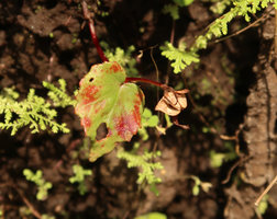 Begonia tenuifolia, leaf and capsular fruit, Madakaripura Waterfall, Probolinggo, Java