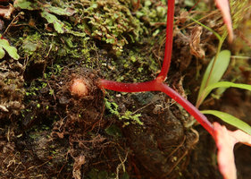 Begonia tenuifolia, withering leaves, the plant later reduced to its small tuber during the dry season, Madakaripura Waterfall, Probolinggo, Java