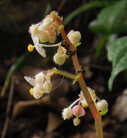 Begonia vagans, male flowers with fimbriate tepals and central staminal column, Chet Sao Noi NP, Saraburi, Thailand