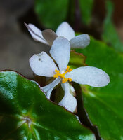 Begonia vermeulenii, female flower with three parted style, each branch with bifid stigmatic lobes, Sarambu Sikore waterfall, Tana Toraja, South Sulawesi