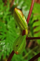 Begonia vermeulenii, wingless  fruits, Sarambu Sikore waterfall, Tana Toraja, South Sulawesi