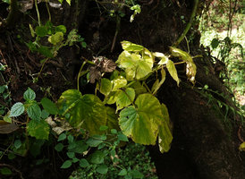 Begonia wollastonii as a low epiphyte, turning yellow at the beginning of the dry season, Harenna forest, 2300 m asl, Bale NP, Ethiopia