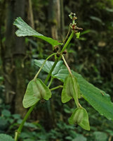 Begonia wollastonii, fruits and dark brown axillary bulbils, Harenna forest, 2300 m asl, Bale NP, Ethiopia