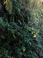 Begonia wollastonii in habitat, on vertical seeping rocky substrate, mixed with many ferns and surrounded by the banboo Yushania (syn. Arundinaria) alpina, Harenna forest, 2300 m asl, Bale NP, Ethiopia
