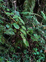Begonia wollastonii in habitat, on vertical seeping rocky substrate, mixed with many ferns, Elatostema and Pilea, Harenna forest, 2300 m asl, Bale NP, Ethiopia