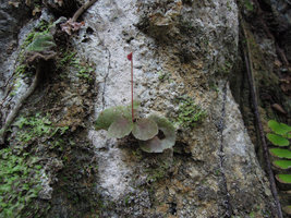 Begonia woodii, fruiting individual, Lagen, El Nido, Palawan, Philippines