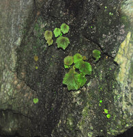 Begonia woodii, Lagen, El Nido, Palawan, Philippines