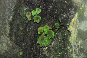 Begonia woodii, single leaf individuals, Lagen, El Nido, Palawan, Philippines