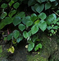 Begonia wui-senioris, a peltate leaved species on a vertical limestone rock close to a waterfall, Pyin U Lwin, Myanmar
