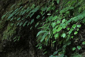 Begonia wui-senioris, population on a vertical limestone rock close to a waterfall, Pyin U Lwin, Myanmar
