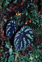 Begonia xanthina on a vertical rock face, Kalimpong, West Bengal