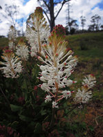 Bellendena montana inflorescences, Cradle Mountain, Tasmania