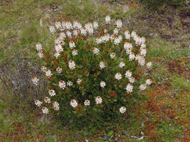Bellendena montana in swampy ground, Cradle Mountain, Tasmania