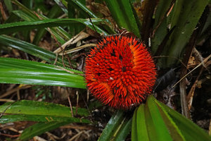 Benstonea cf. ihuana, maturing infructescence, Kolombangara, Solomon Islands