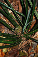 Benstonea humilis, female individual with mature infructescence, Phou Hin Poun NBCA, Khammouane, Laos