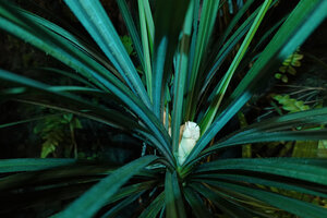 Benstonea humilis, flowering male individual