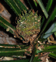 Benstonea humilis, infructescence, Phou Hin Poun NBCA, Khammouane, Laos