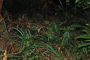 Benstonea humilis, population in forest understory, Phou Hin Poun NBCA, Khammouane, Laos