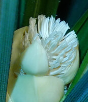 Benstonea humilis, stamens of male inflorescence