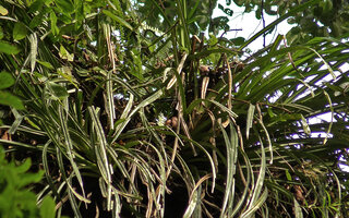 Benstonea inquilina, leaf rosettes collecting fallen tree leaves, Danum Valley, Sabah, Borneo