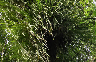 Benstonea inquilina, numerous tufted lref rosettes issued from basal stem branching, Danum Valley, Sabah, Borneo