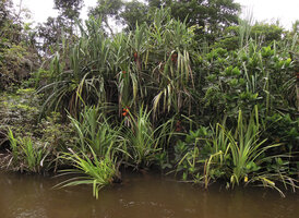 Benstonea lauterbachii along the Karawari river, Sepik, Papua New Guinea