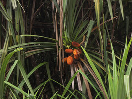 Benstonea lauterbachii, bright copper brown infructescences and seeds, Karawari river, Sepik, Papua New Guinea