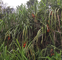 Benstonea lauterbachii, fruiting individuals along the Karawari river, Sepik, Papua New Guinea