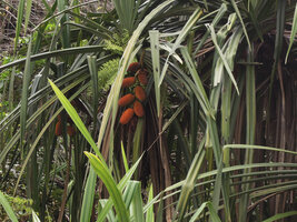 Benstonea lauterbachii, hanging copper brown infructescences, Sepik, Papua New Guinea