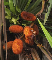 Benstonea lauterbachii, infructescences and seeds, Karawari river, Sepik, Papua New Guinea