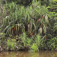 Benstonea lauterbachii in fruit along the Karawari river, Sepik, Papua New Guinea