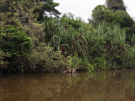 Benstonea lauterbachii and Saccharum robustum along the Karawari river, Sepik, Papua New Guinea