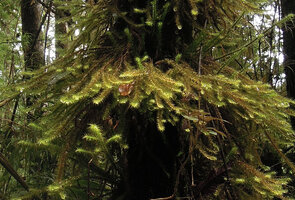 Spiridens reinwardtii, horizontally growing stems with upward recurved tips, Rondon Ridge, 2000 m asl, Mount Hagen, Papua New Guinea