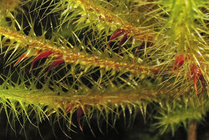 Spiridens reinwardtii, immature capsules covered by the sharply pointed calyptra, Rondon Ridge, 2000 m asl, Mount Hagen, Papua New Guinea