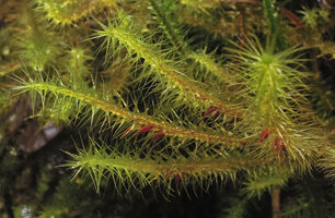 Spiridens reinwardtii, immature capsules, Rondon Ridge, 2000 m asl, Mount Hagen, Papua New Guinea